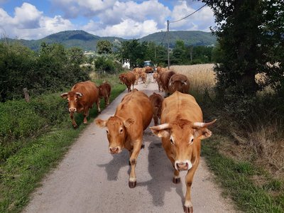 Gaec des Doux sons Bas en Basset