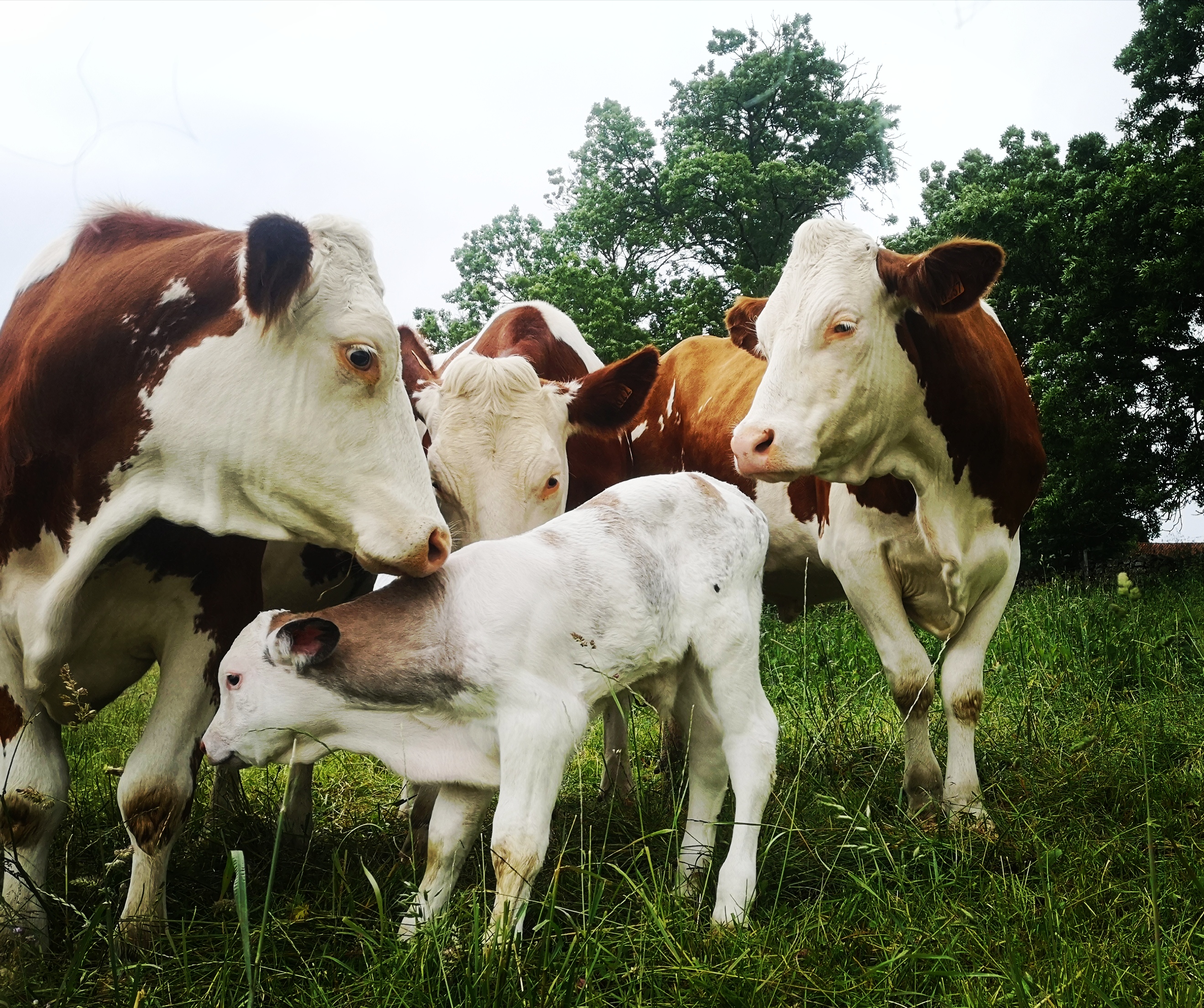 pcu_gaecdelhermanimesens_boisset