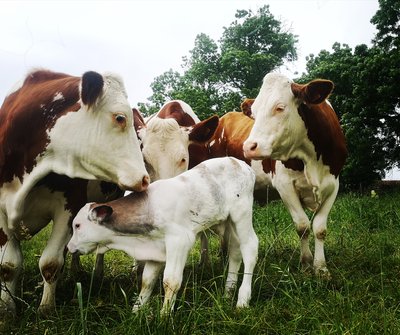 pcu_gaecdelhermanimesens_boisset