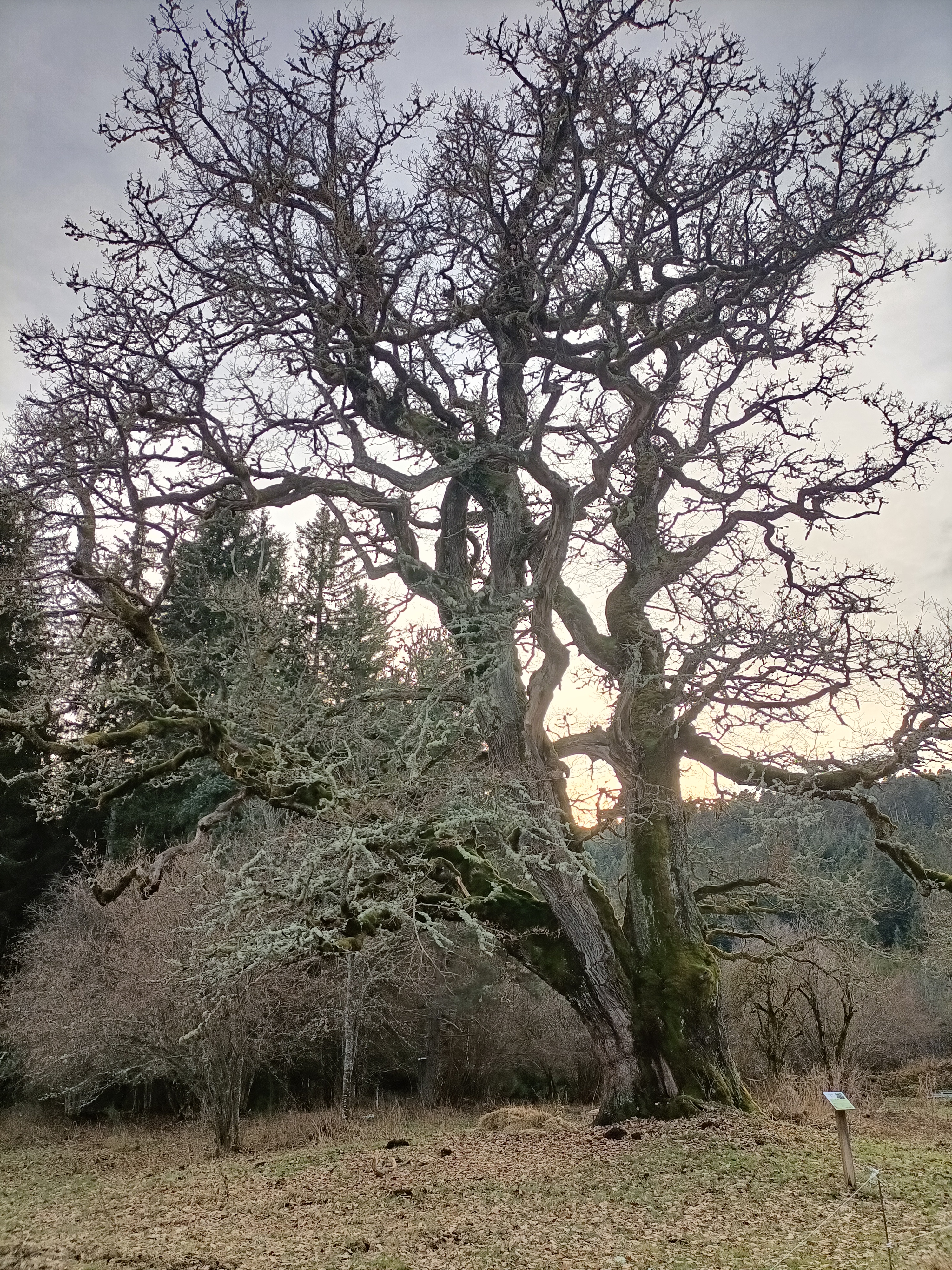 chêne centenaire-connangles-2022