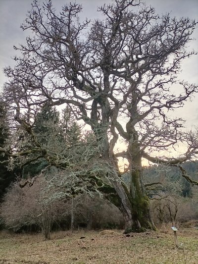 chêne centenaire-connangles-2022