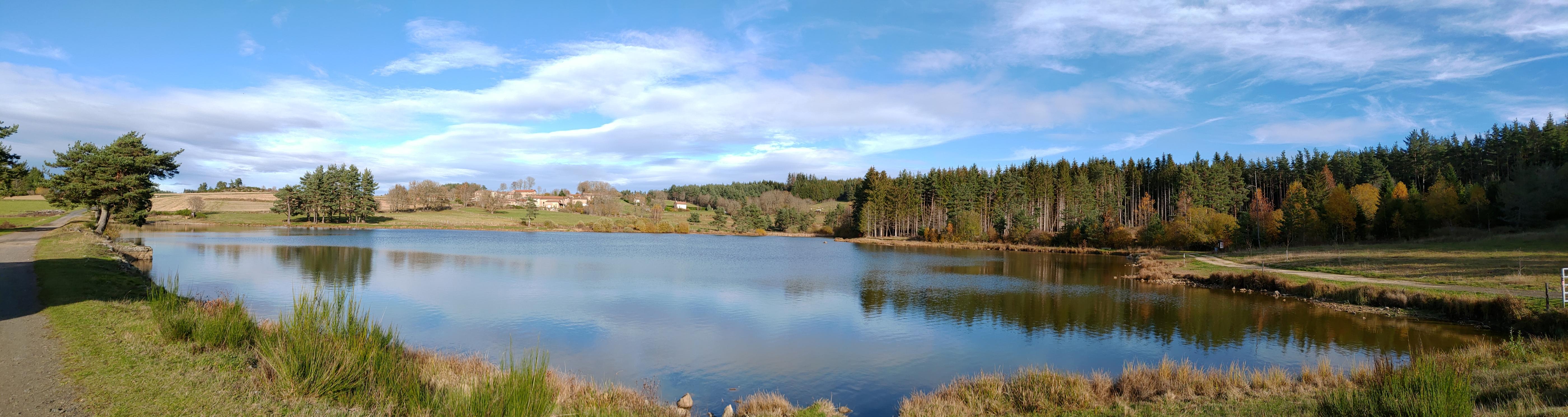 Félines_automne 2020