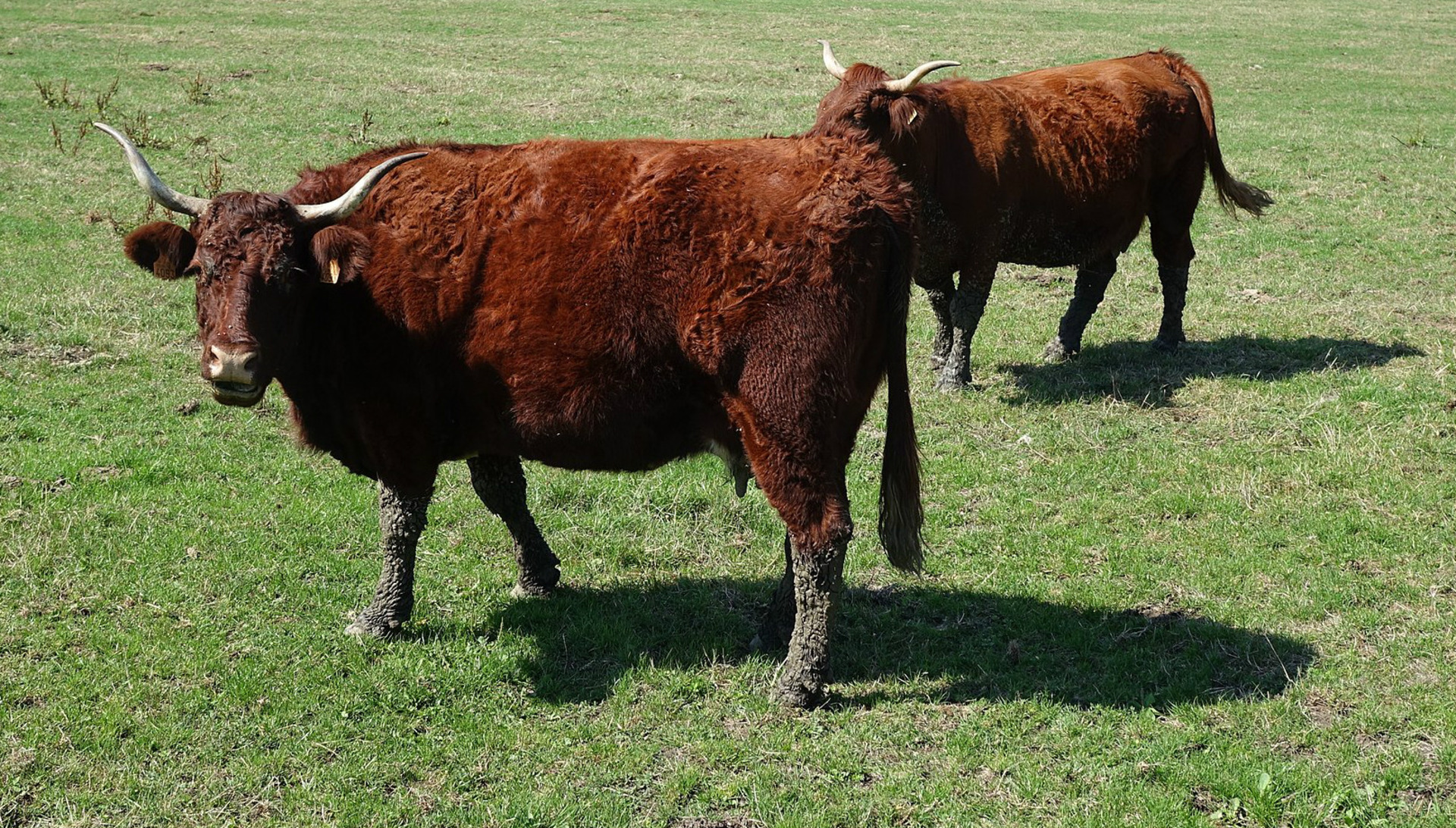 Philippe Avouac Ceyssac