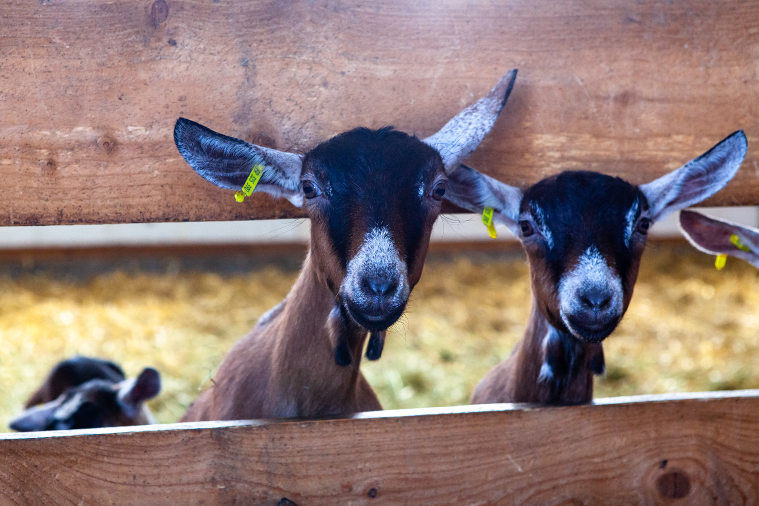 Fabrice Beauvois @sourisdom