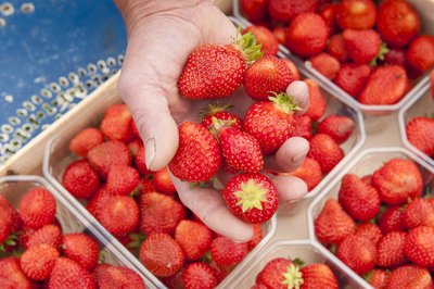 Perles Rouges du Velay