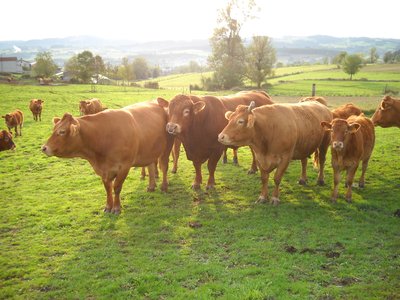 PDT_earl_desvraissaveurs_beauzac