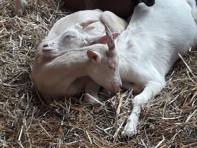 la chèvre fleurie-saint pal de chalencon