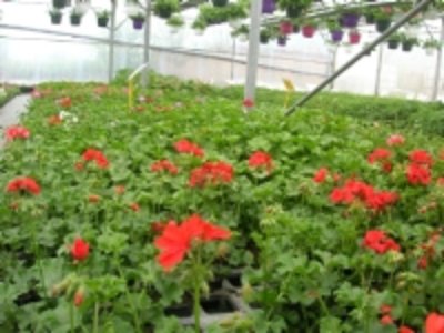 horticulture De Dios