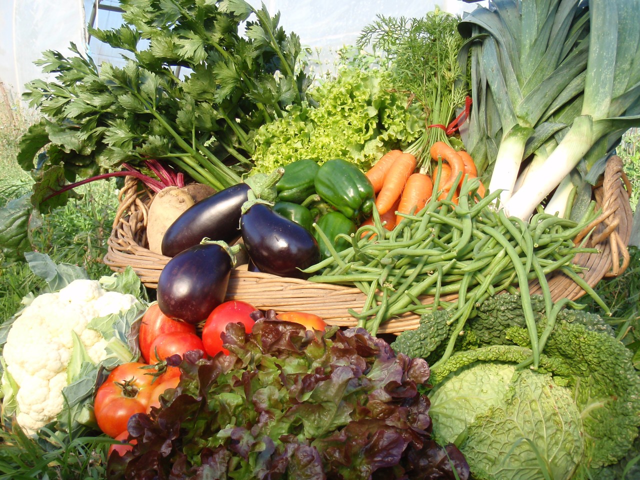 Gaec Cornut Producteur Maraicher