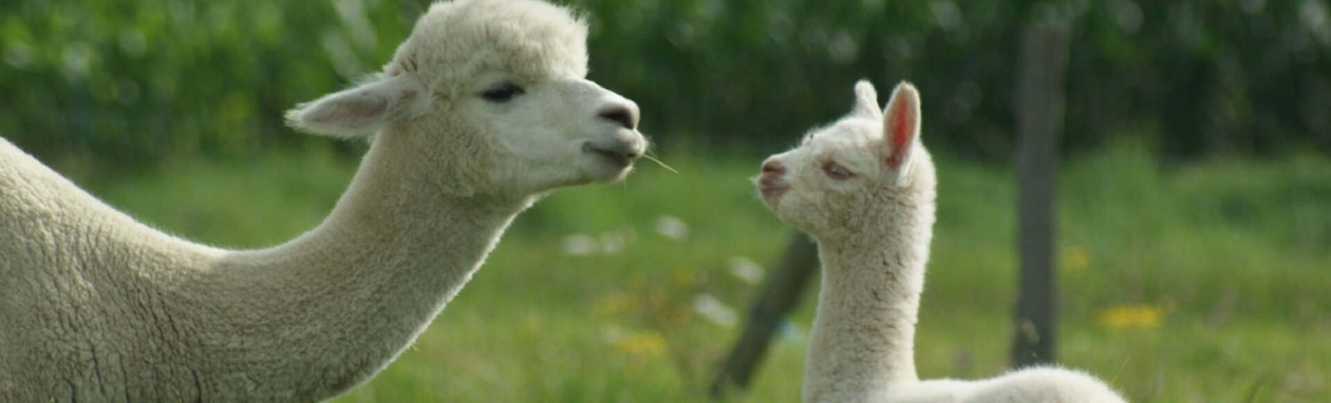 Alpacas