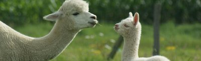 Alpacas