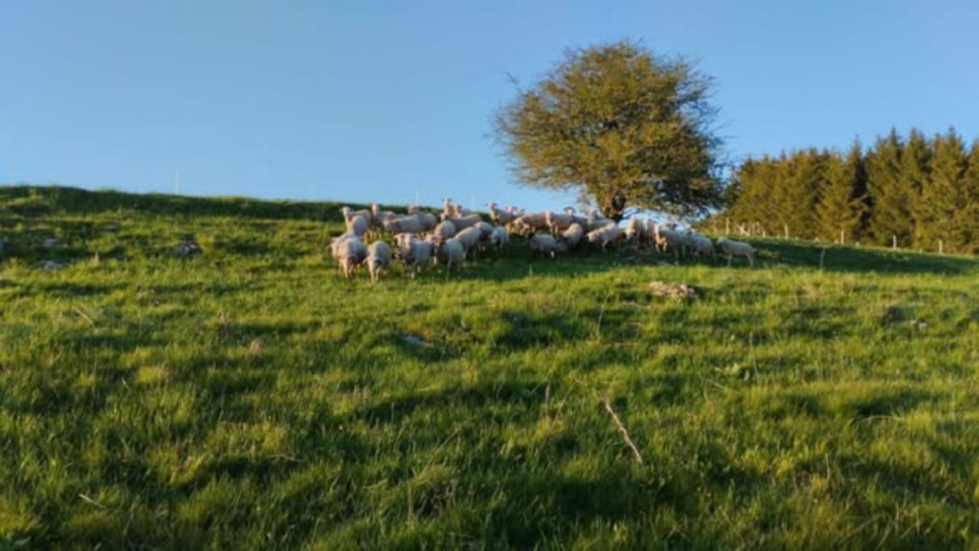 La Ferme du Mont_Fay-sur-Lignon