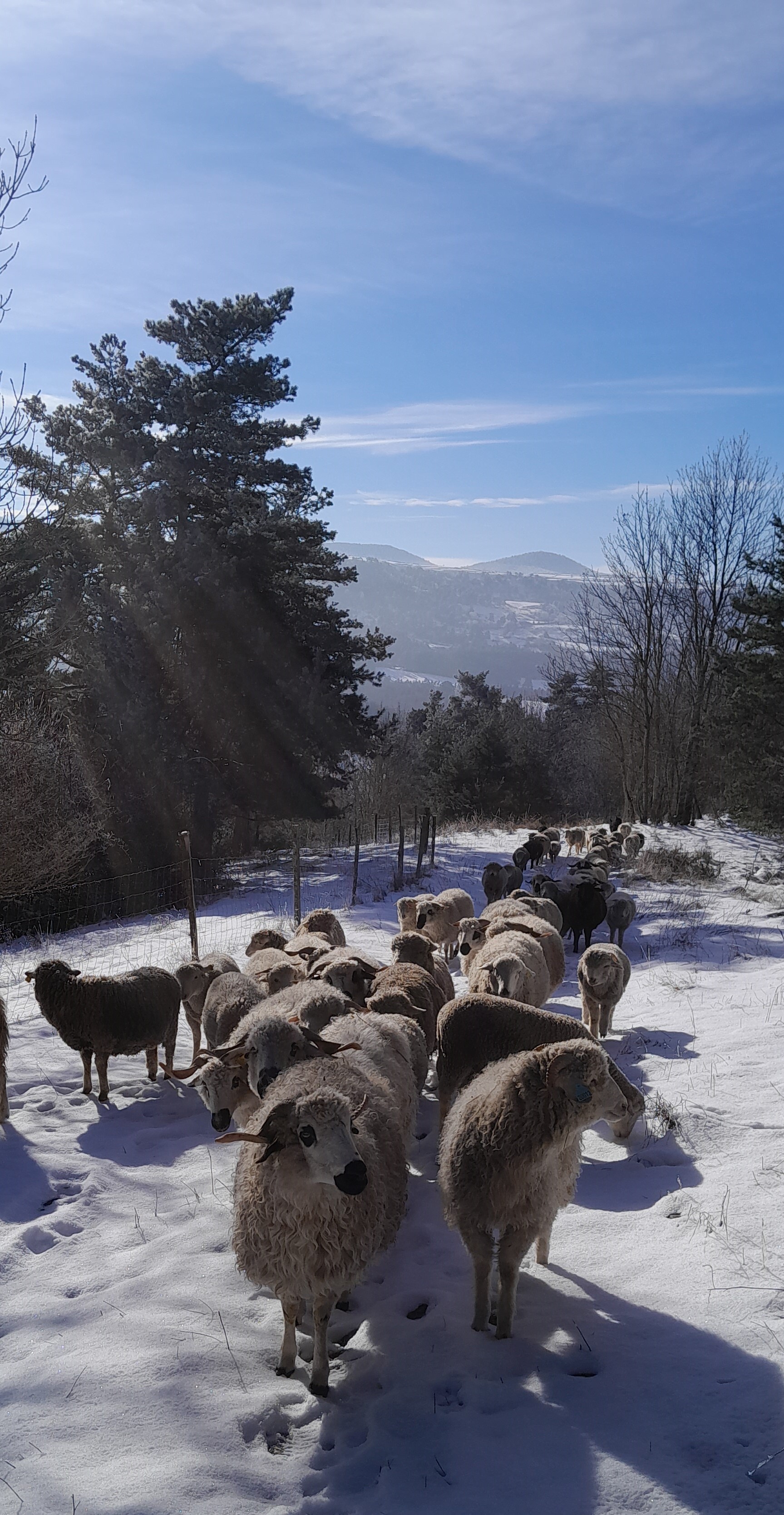 Bergerie de la Fondichère - Ateliers Vilaines_Laussonne