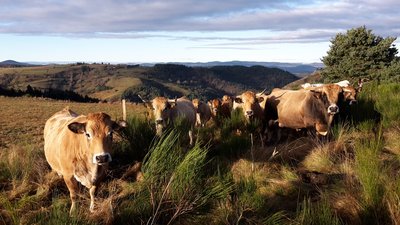 A l'étable du Mézenc_Saint-Front