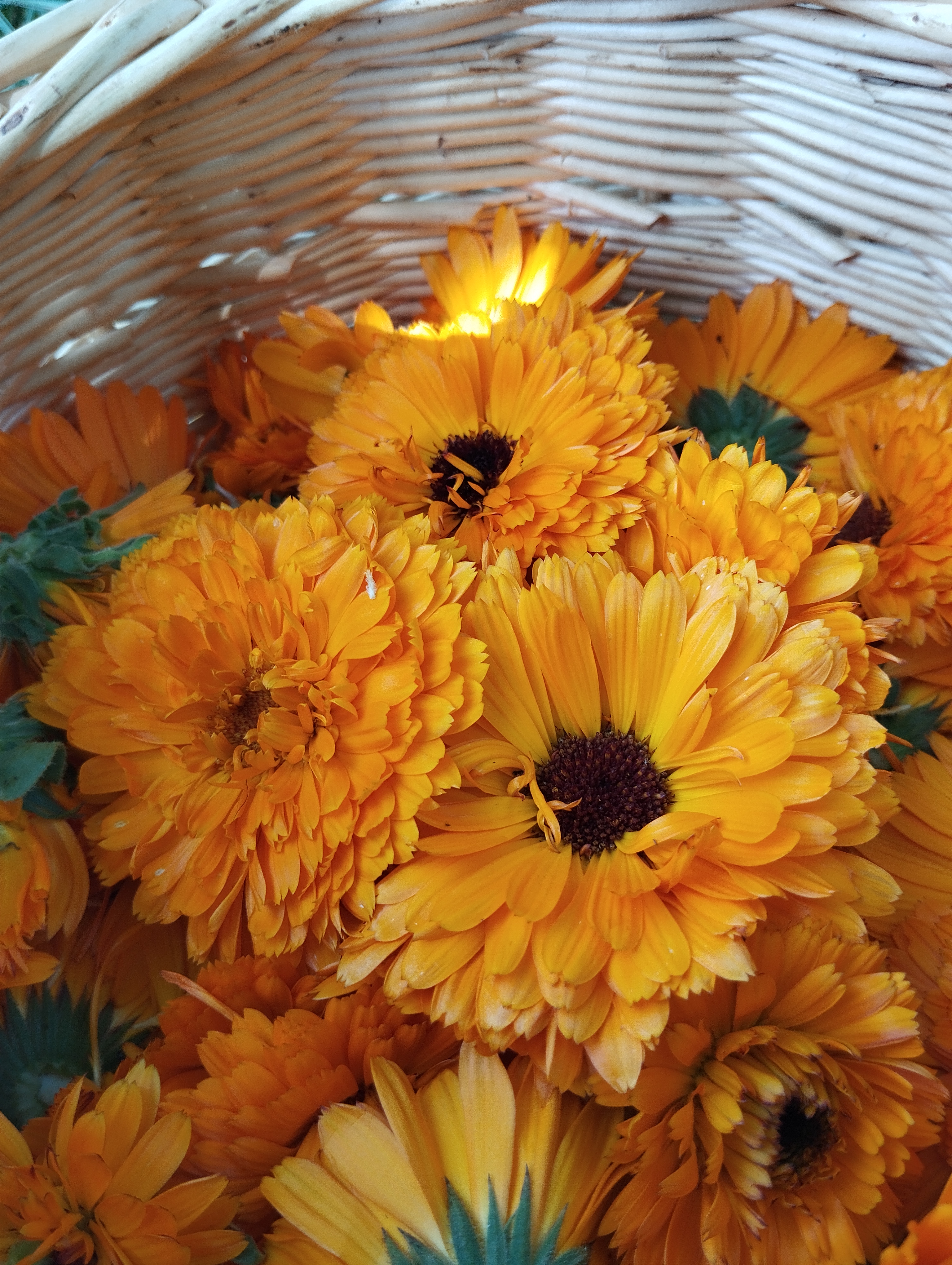 Calendula