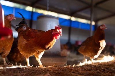 GAEC La Borie de Marliou_Queyrières