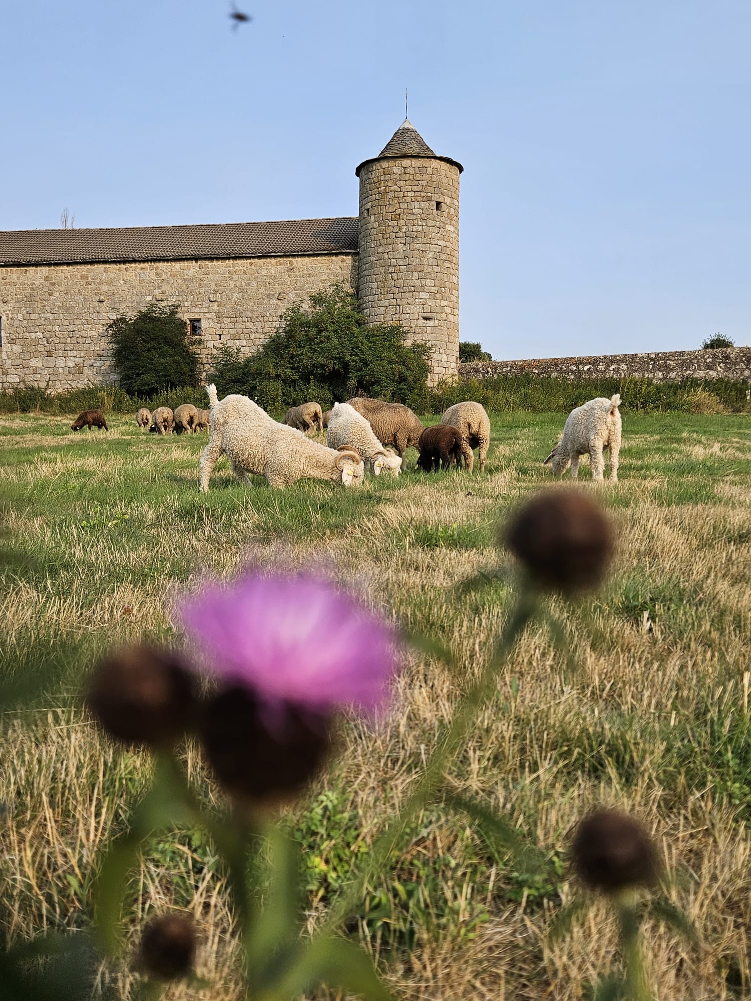 L'écho-domaine du château du Mazel_Tence