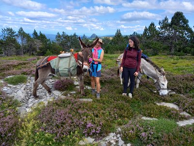 Balade avec les ânes